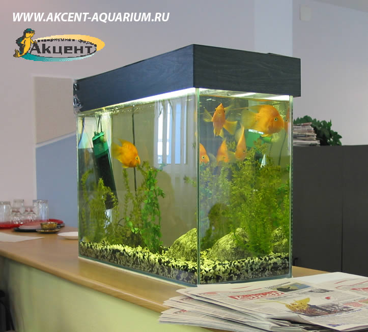 Акцент-аквариум,аквариум 120 литров,офис